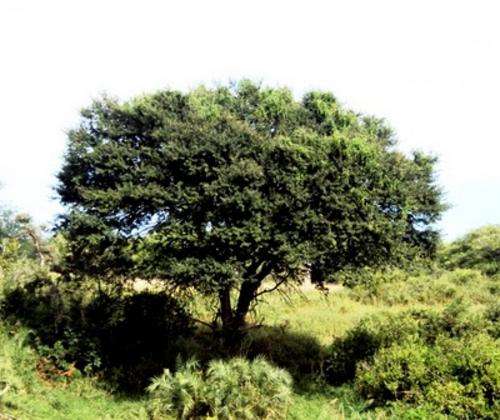 Acacia robusta - Splendid thorn (50 Seeds)