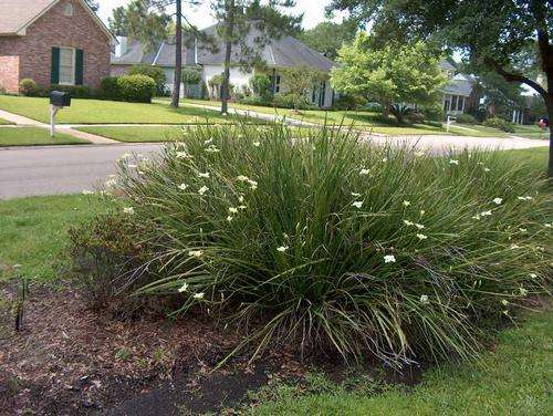 Dietes bicolor - Yellow wild iris (50 Seeds)