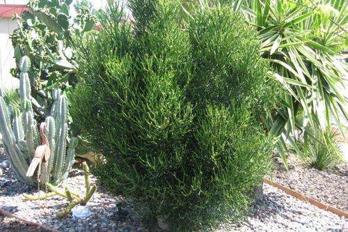 Euphorbia tirrucalli - Rubber euphorbia (10 Seeds)