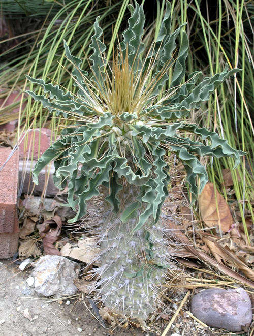Pachypodium Saundersii - Thick foot (10 Seeds)