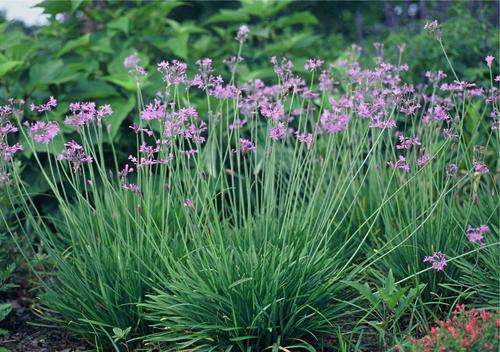 Tulbaghia violacea - Wild garlic (50 Seeds)