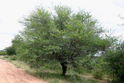Acacia grandicornuta - Horned thorn (10 Seeds)