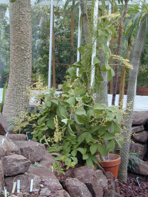 Cypostemma woodii - African Grape Tree (10 Seeds)