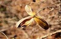 Winter sale - Hippocratea longipetiolata - Helicopter paddle-pod (50 Seeds)