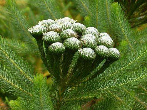 Brunia albiflora¿- Coffee bush, Fonteinbossie (10 Seeds)