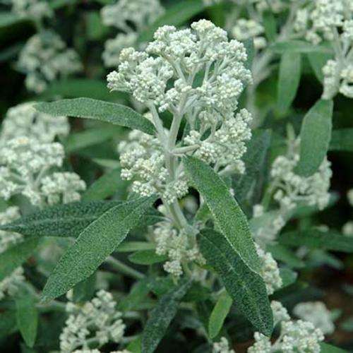 Buddleja loricata - Mountain Sagewood, Bergsaliehout (50 Seeds)