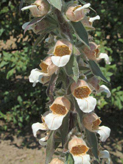 Digitalis lanata - Woolly Foxglove (10 Seeds)