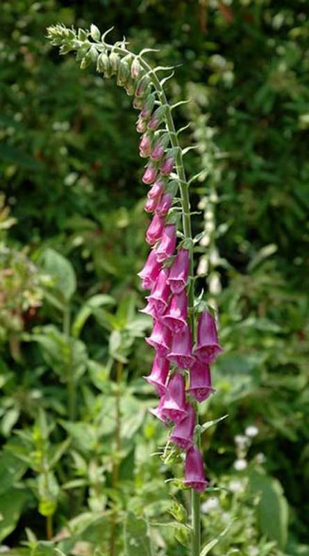Digitalis purpurea - Purple Foxglove (10 Seeds)