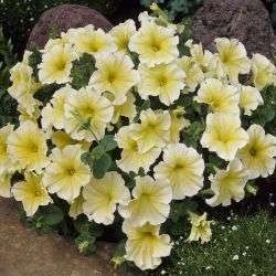 Petunia grandiflora - Garden Petunia (10 Seeds)