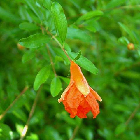 Punica granatum - Pomegranate, Granaat (50 Seeds)
