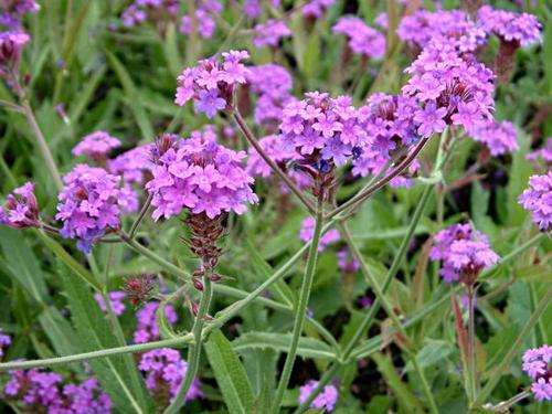 Verbena rigida - Coarse Verbena (10 Seeds)