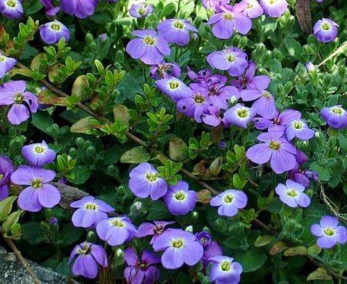 Aubrieta deltoidea - Lilacbush (10 Seeds)