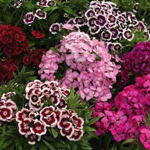 Dianthus chinensis - Sweet William, Chinese Pink (50 Seeds)