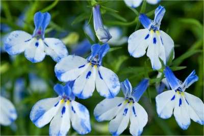 Lobelia Erinus - Garden lobelia (10 Seeds)