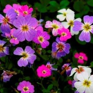 Malcolmia Maritima - Virginia Stock (50 Seeds)