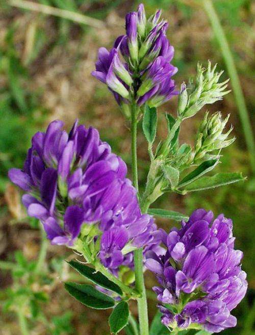 Medicago Sativa - Lucerne, Lusering (50 Seeds)