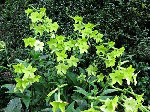 Nicotiana alata - Ornamental Tabacco (10 Seeds)