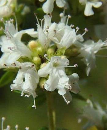 Origanum majorana - Sweet Marjoram (10 Seeds)
