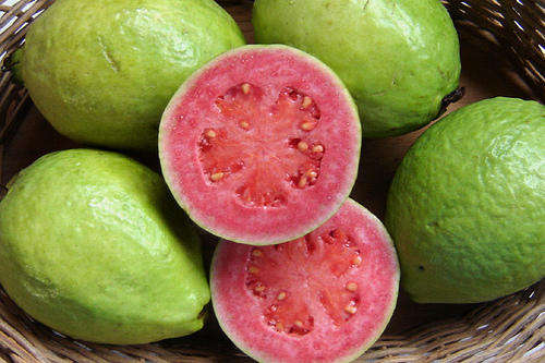 Winter sale - Psidium guajava - Common guava, Koejawel (50 Seeds)