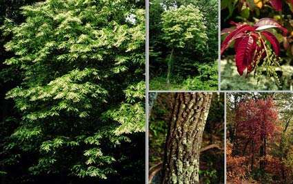 Oxydendrum arboreum - Sourwood (50 Seeds)
