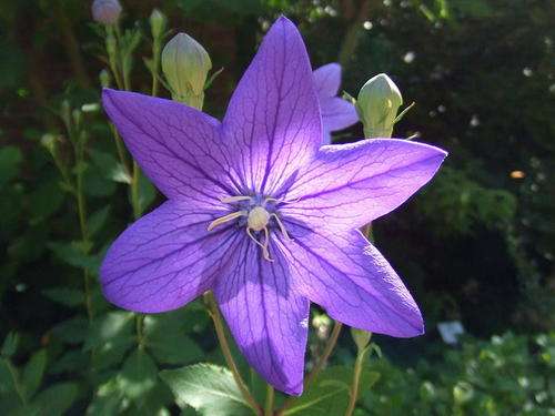 Platycodon Grandiflorus - Balloon flower (10 Seeds)