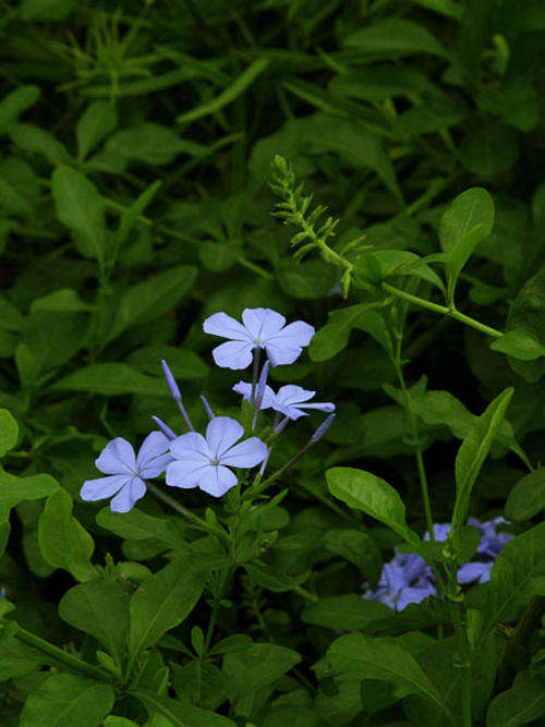 Plumbago auriculata - Cape leadwort, Syselbos (10 Seeds)