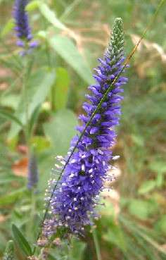 Veronica spicata - Spiked Speedwell (10 Seeds)