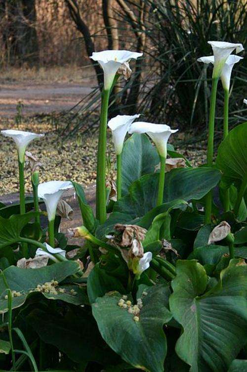Zantedeschia Aethiopica - Arum Lily, Wit varkoor (50 Seeds)