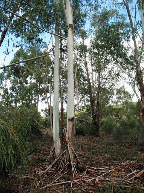 Eucalyptus camaldulensis - River Red Gum (10 Seeds)