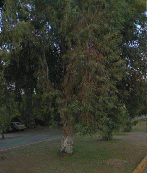 Eucalyptus globulus - Tasmanian Blue Gum, Bloekomboom (10 Seeds)