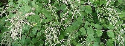 Holodiscus discolor - Ocean spray, Creambush (50 Seeds)
