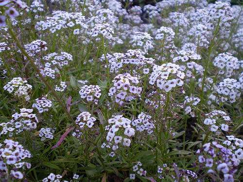 Lobularia maritima - Sweet Alyssum (10 Seeds)