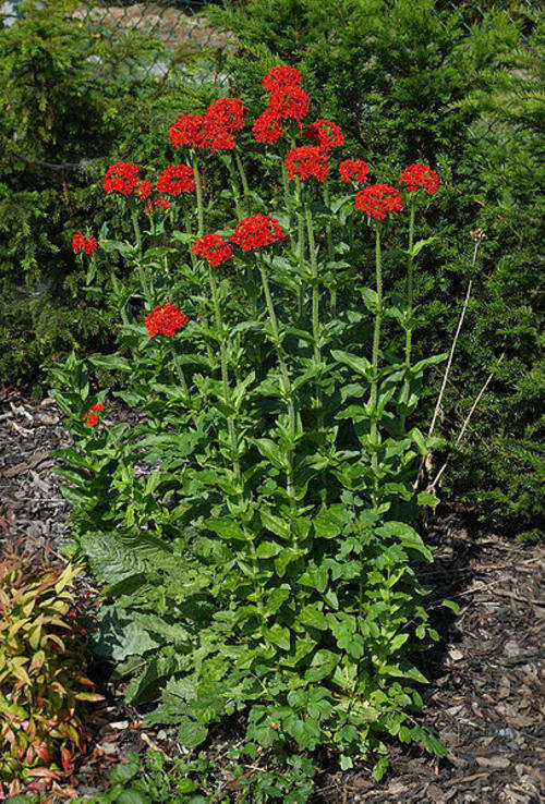 Lychnis chalcedonica - Burning Love, Maltese Cross (10 Seeds)
