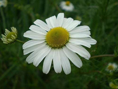 Matricaria recutita - German Chamomile (50 Seeds)