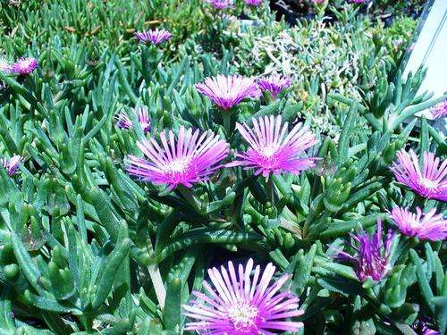Delosperma lydenburgense - Hardy Ice-Plant, Klipvygie (50 Seeds)