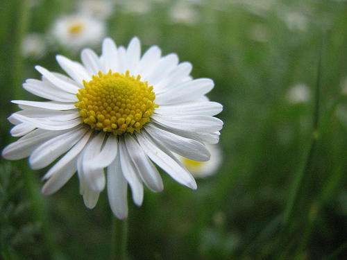 Bellis Perennis - English daisy, Engelse madaliefie (50 Seeds)