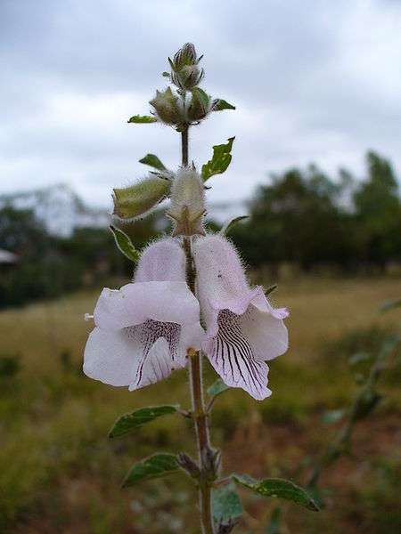 Ceratotheca triloba (mauve) - Wild foxglove, Vingerhoedblom (10 Seeds)