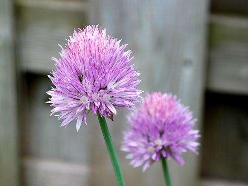 Allium schoenoprasum - Wild onion garlic chives (50 Seeds)