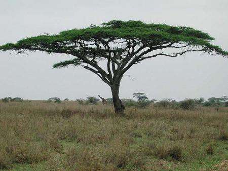 Acacia Tortilis - Umbrella thorn / Haak-en-steek (10 Seeds)