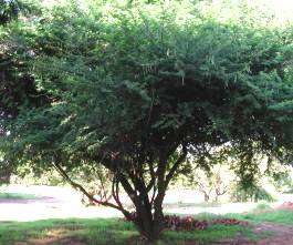 Acacia Nilotica - Scented-pod Acacia / Lekkerruikpeul (50 Seeds)