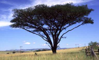 Acacia Sieberiana var woodii - Paperbark thorn / Papierbasdoring (50 Seeds)