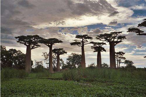 Spring Sale - Adansonia Digitata - Boabab  (50 Seeds)