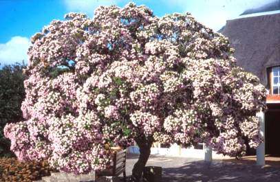 Dais cotinifolia - Pompon tree / Kannabas (50 Seeds)