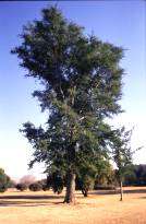 Spring Sale - Faidherbia albida - Ana tree (50 Seeds)