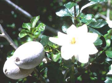 Spring Sale - Gardenia thunbergia - Wild gardenia (50 Seeds)