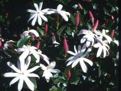 Spring Sale - Jasminum multipartitum - Starry wild jasmine  (10 Seeds)