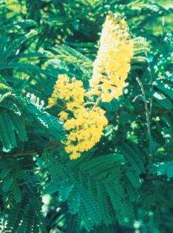 Spring Sale - Peltophorum africanum - Weeping wattle (10 Seeds)