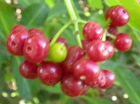 Spring Sale - Psychotria capensis - Bastard lemonwood (10 Seeds)