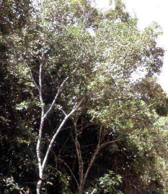 Spring Sale - Maytenus undata - Koko tree (10 Seeds)