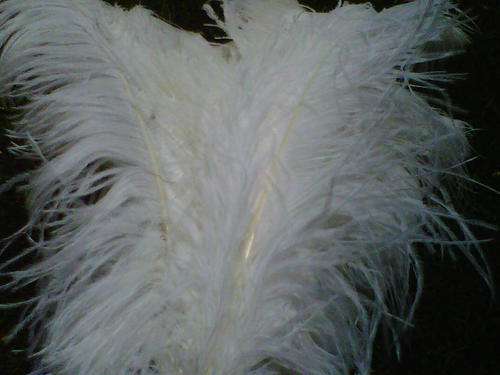 Wedding Decorations - Ostrich Feathers - Large